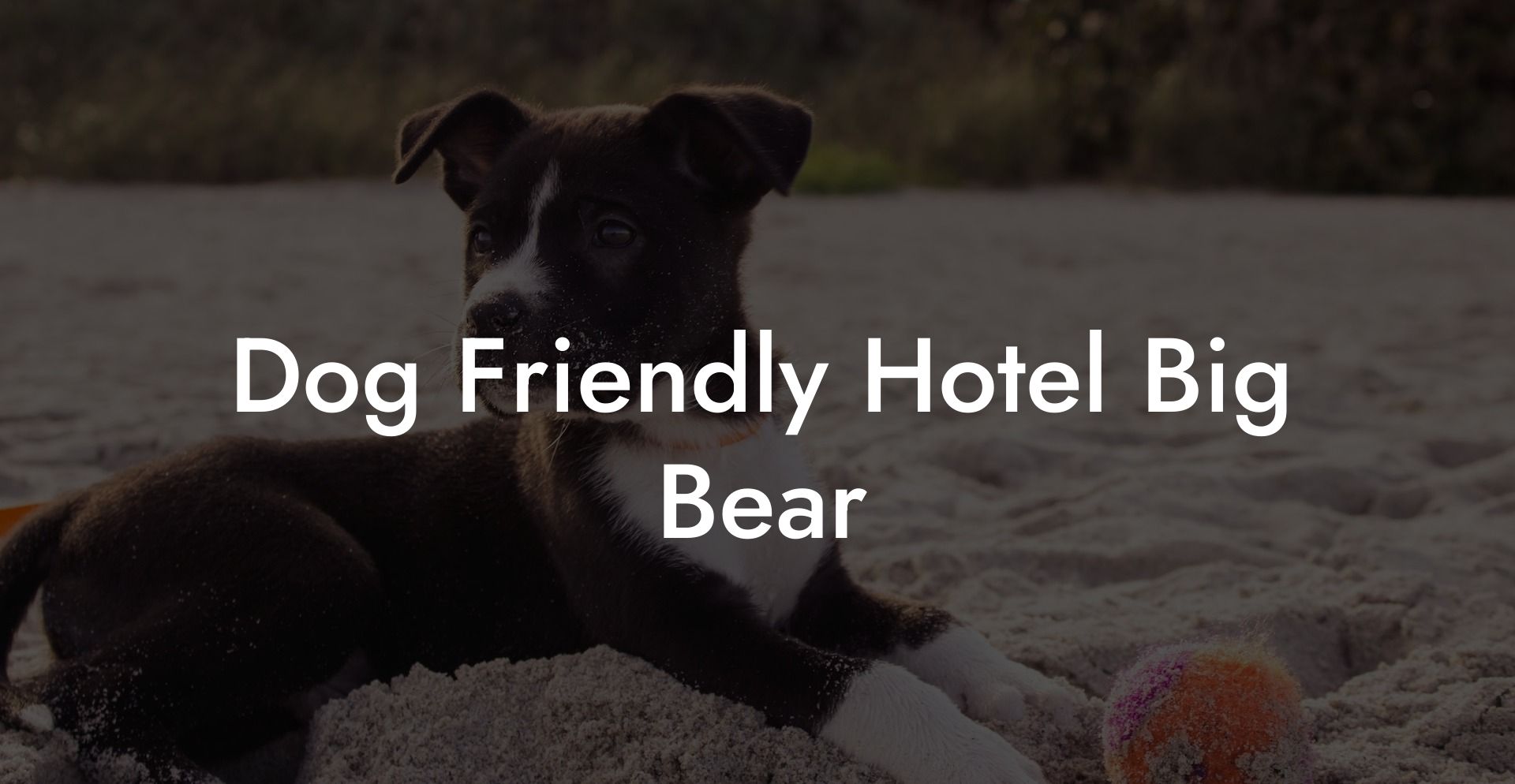 Dog Friendly Hotel Big Bear