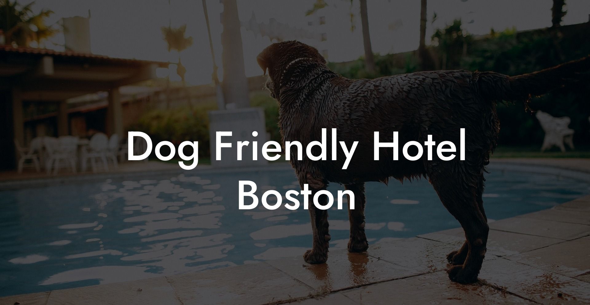 Dog Friendly Hotel Boston