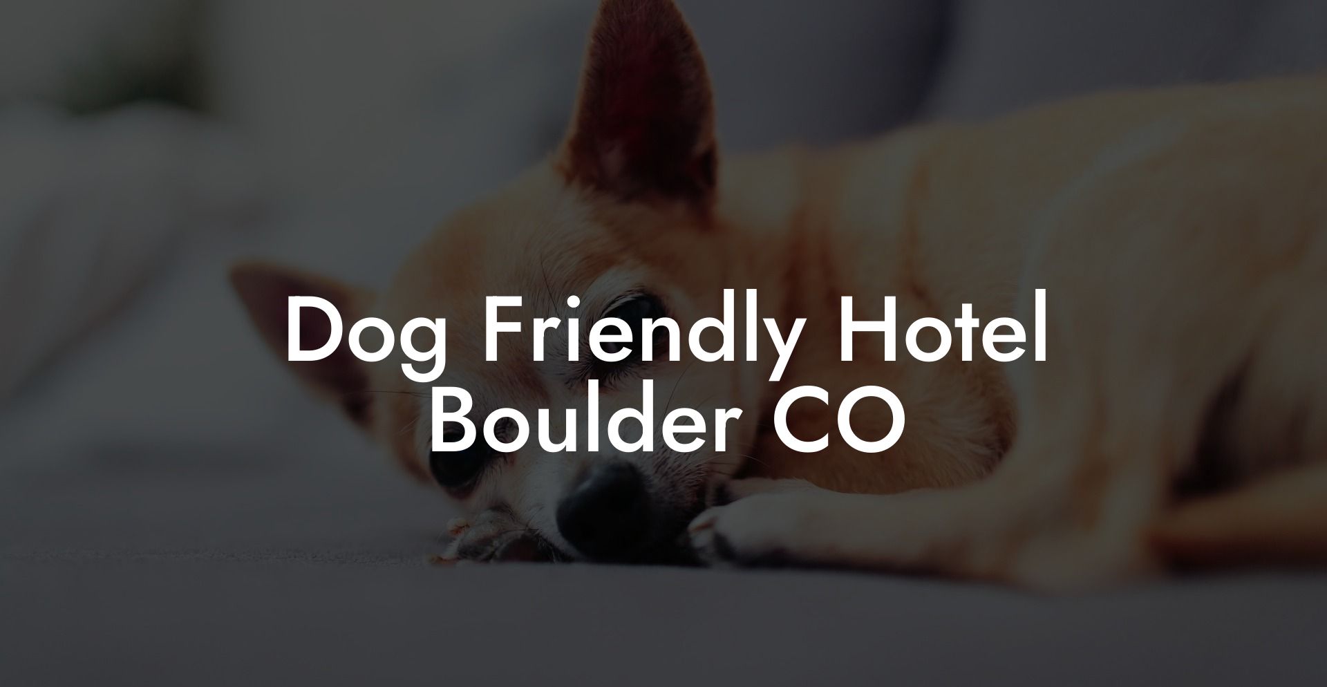 Dog Friendly Hotel Boulder CO