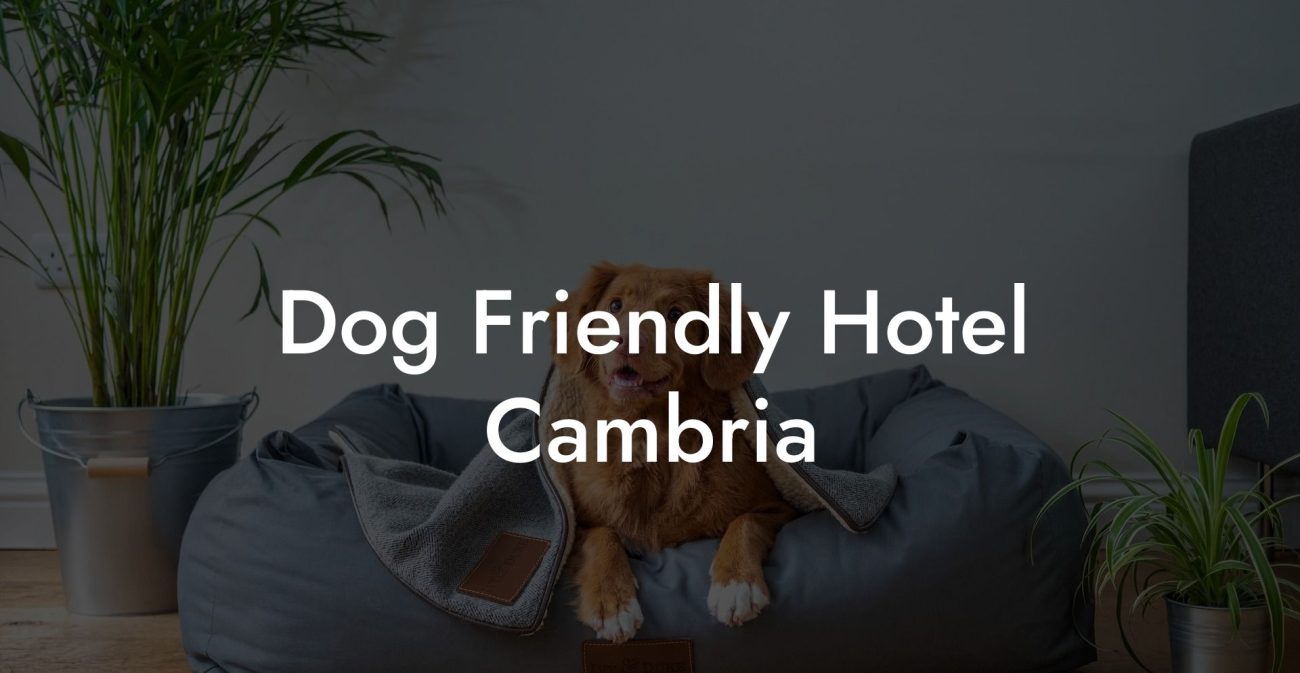 Dog Friendly Hotel Cambria