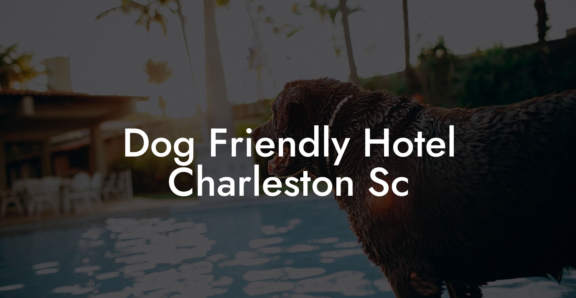 Dog Friendly Hotel Charleston Sc