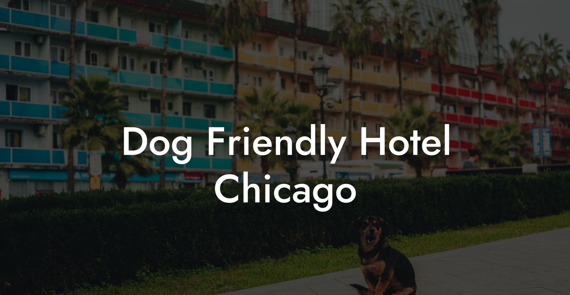Dog Friendly Hotel Chicago