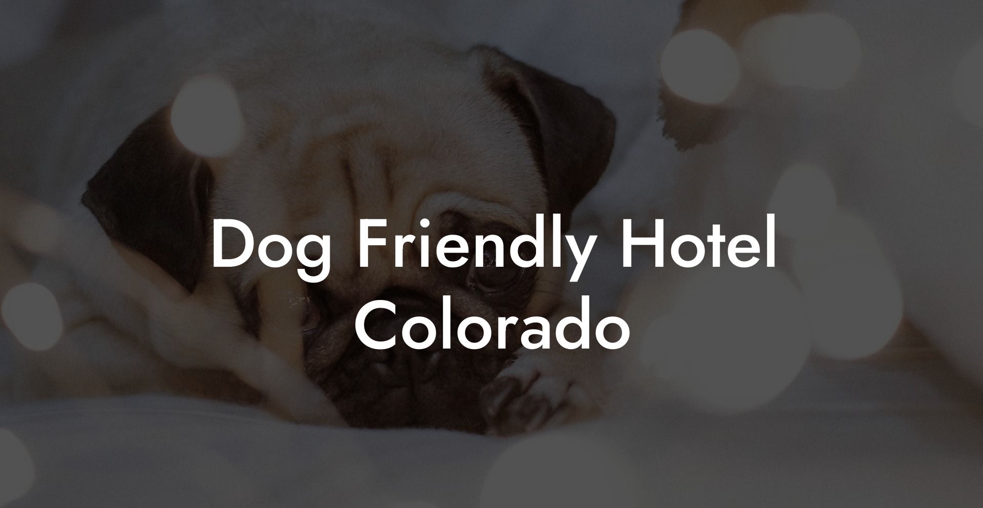Dog Friendly Hotel Colorado