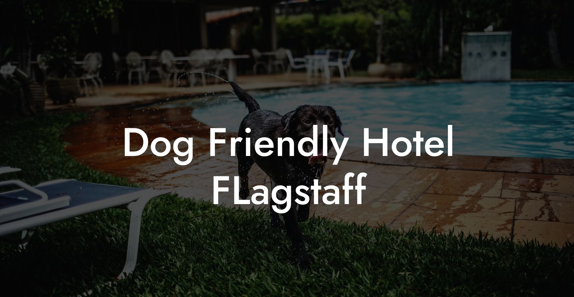 Dog Friendly Hotel FLagstaff