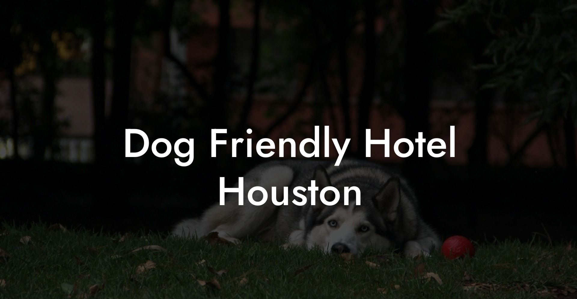 Dog Friendly Hotel Houston