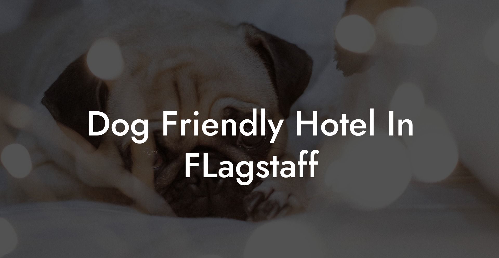Dog Friendly Hotel In FLagstaff