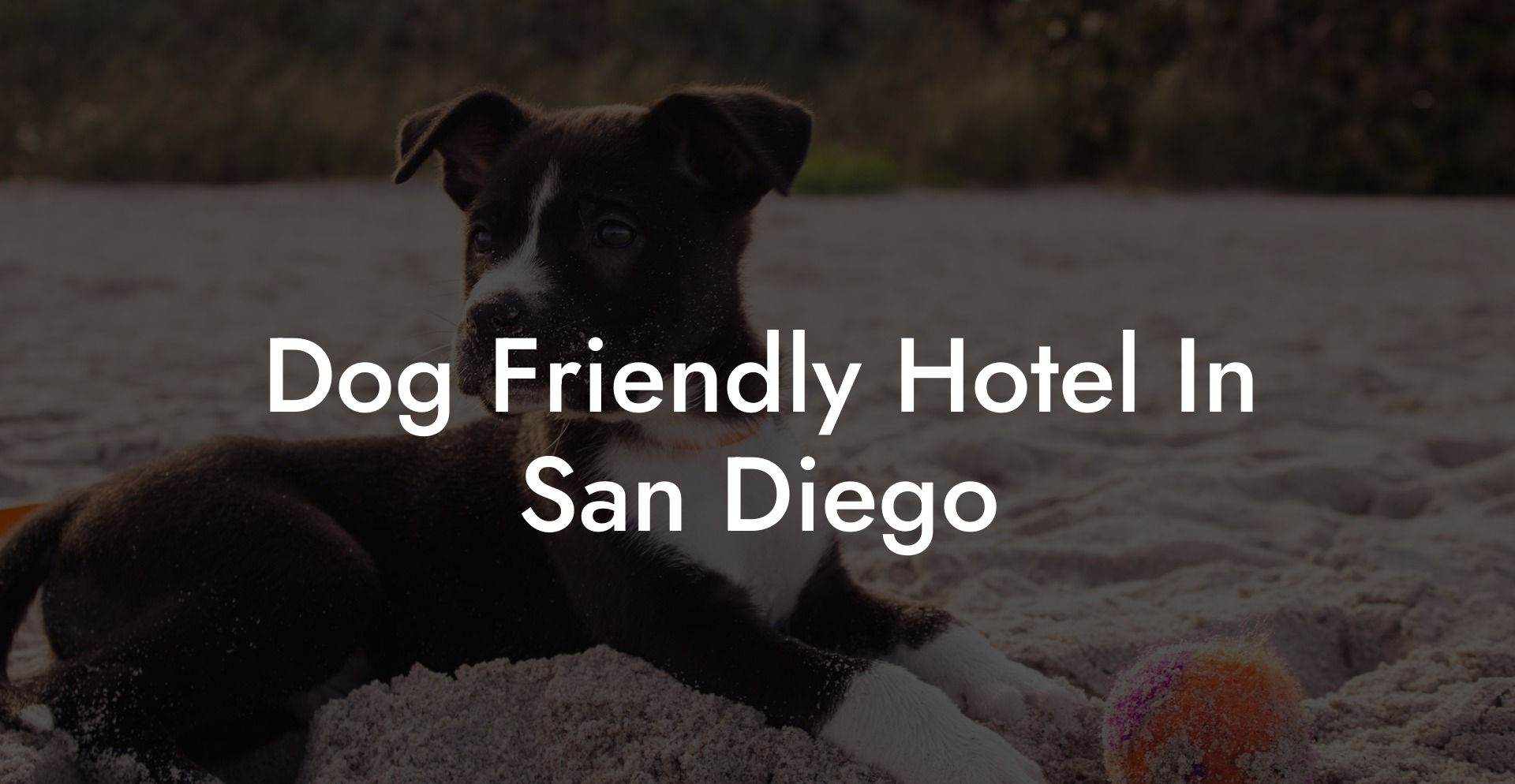Dog Friendly Hotel In San Diego