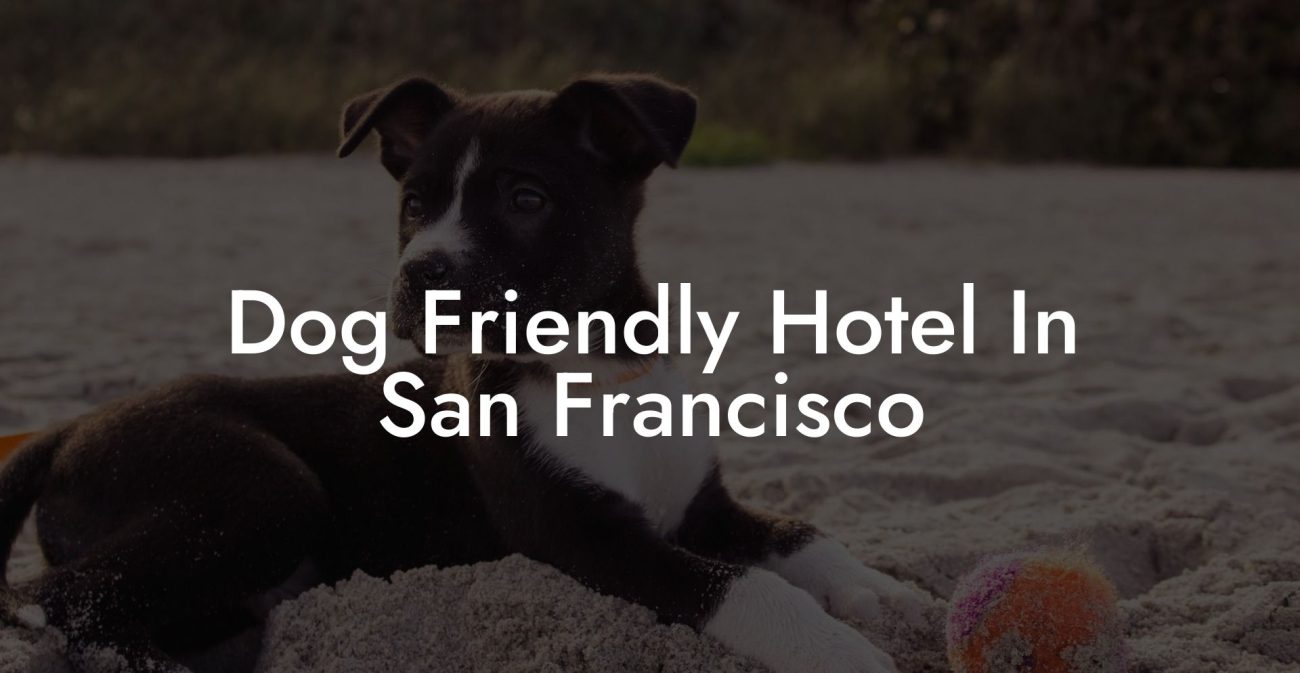 Dog Friendly Hotel In San Francisco