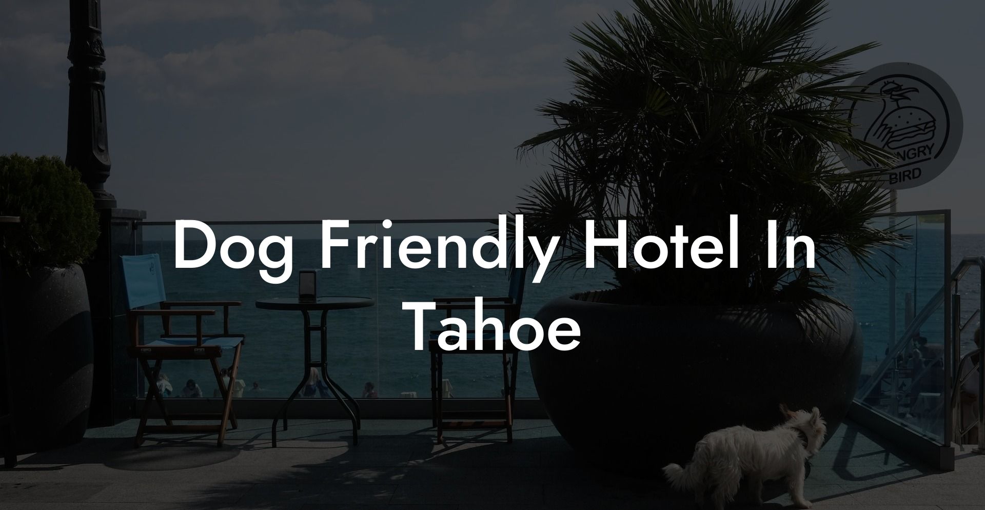Dog Friendly Hotel In Tahoe