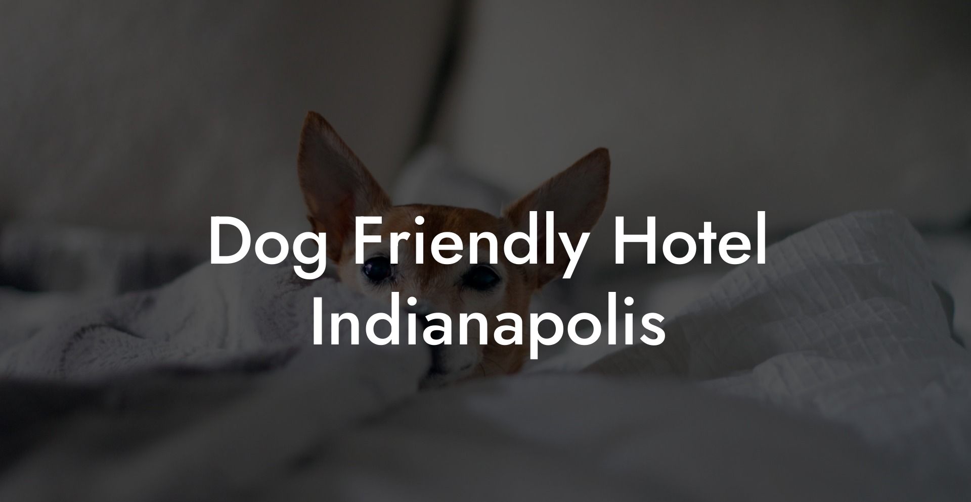 Dog Friendly Hotel Indianapolis