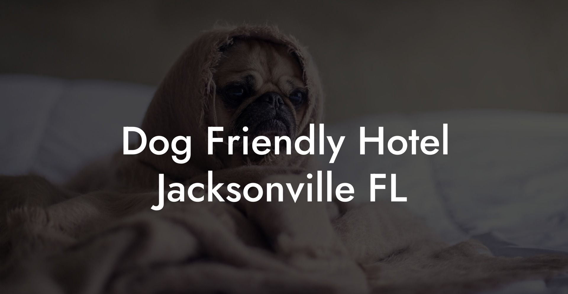 Dog Friendly Hotel Jacksonville FL