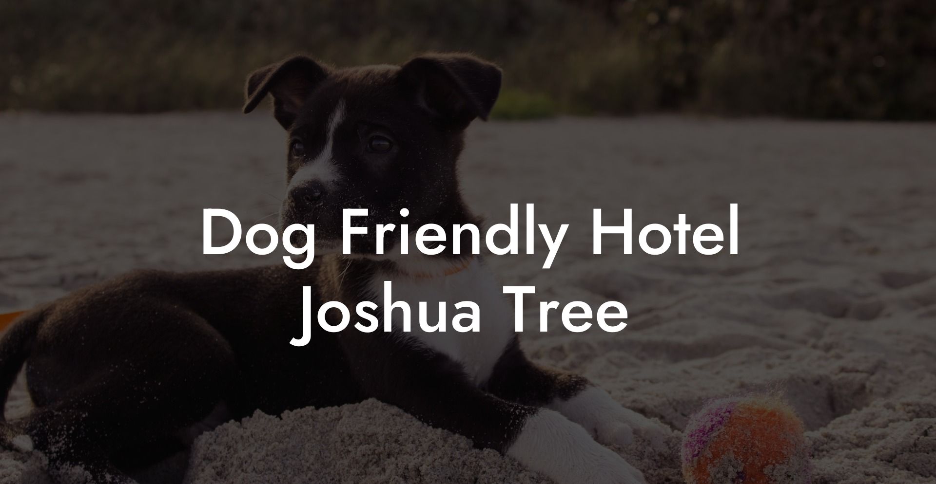 Dog Friendly Hotel Joshua Tree