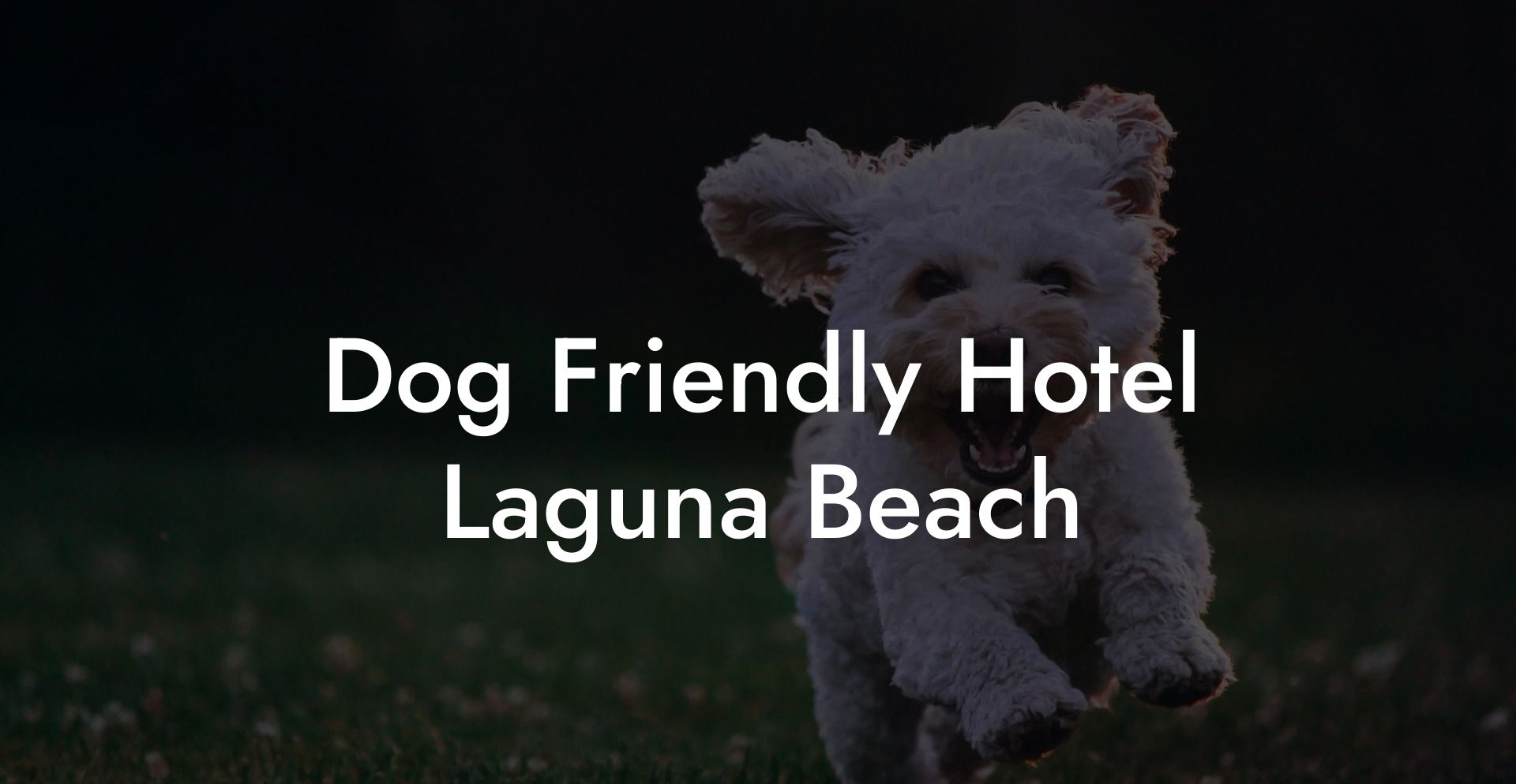 Dog Friendly Hotel Laguna Beach