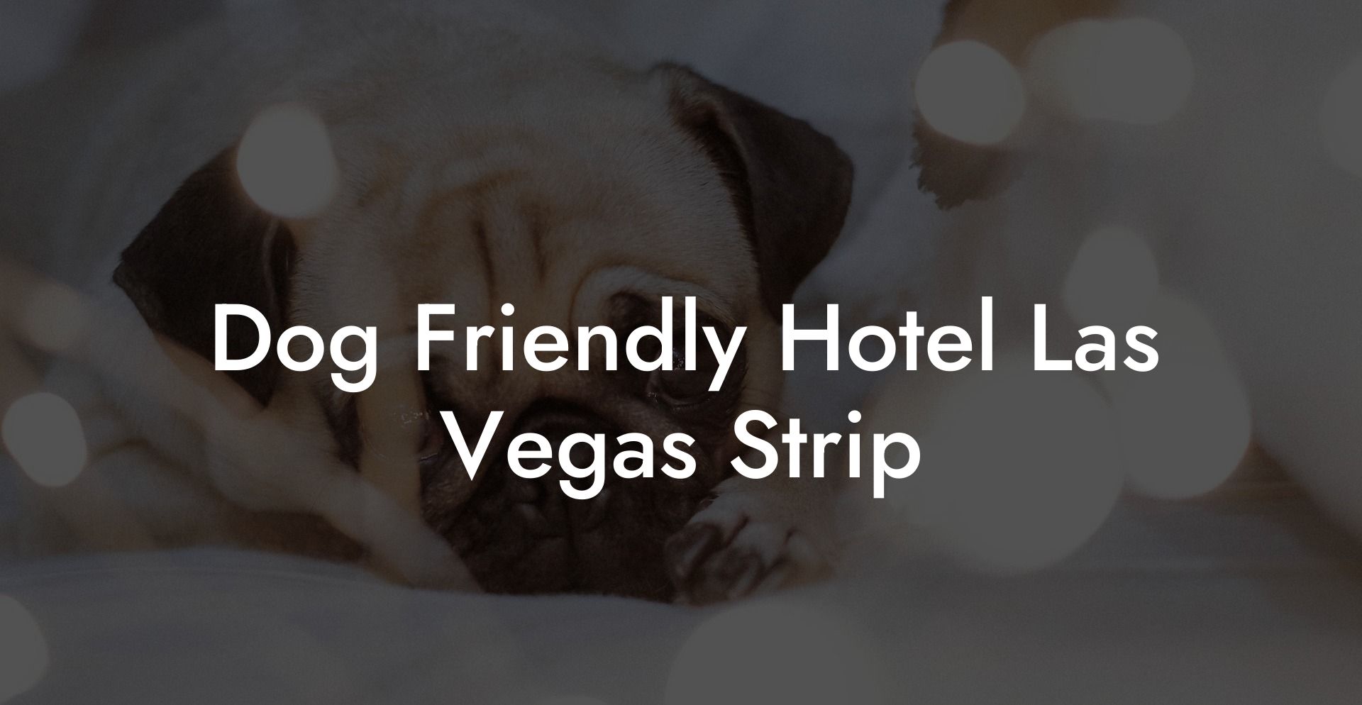 Dog Friendly Hotel Las Vegas Strip