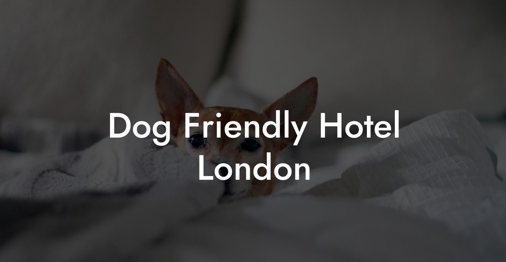 Dog Friendly Hotel London