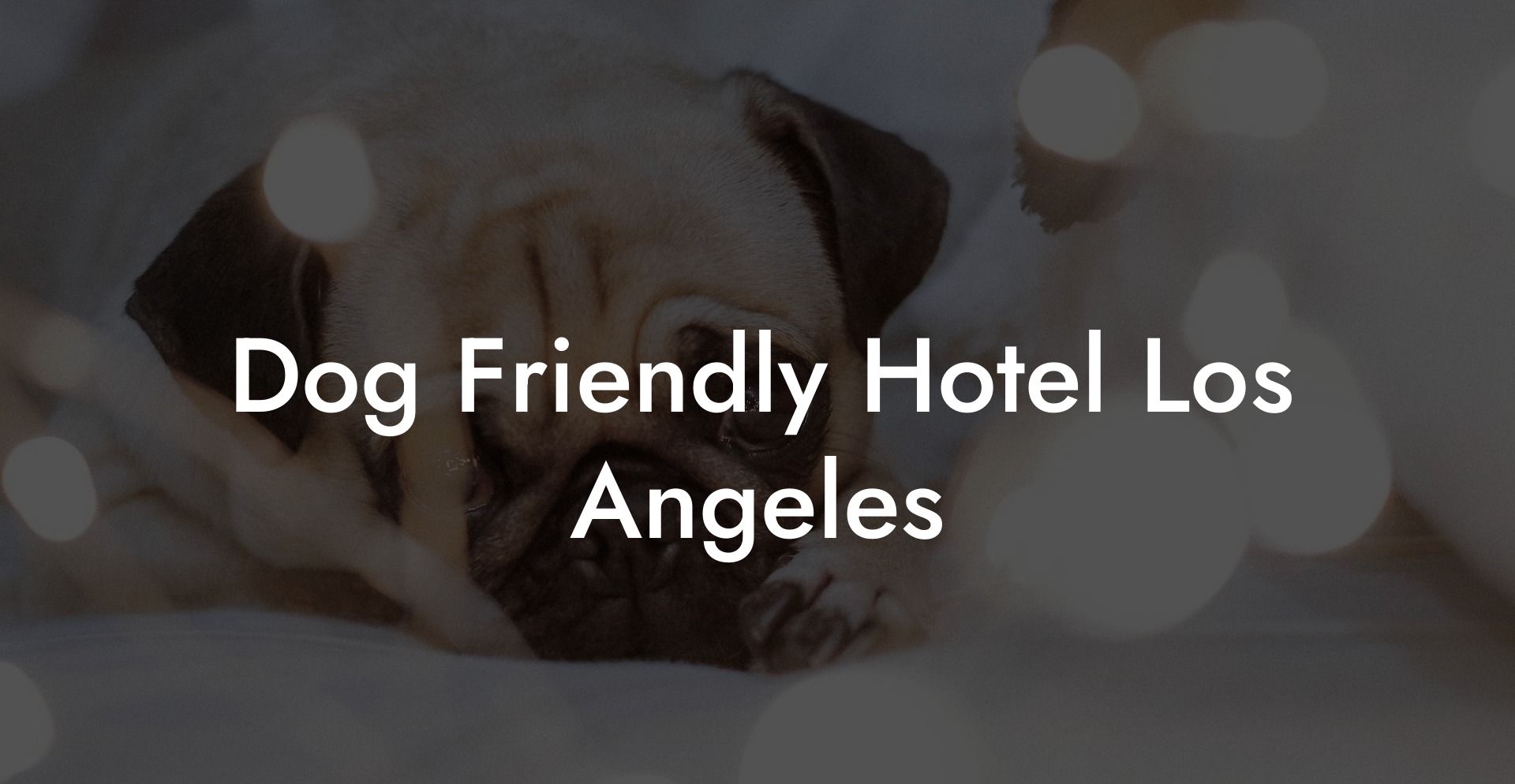 Dog Friendly Hotel Los Angeles Dig Dog Hotels 