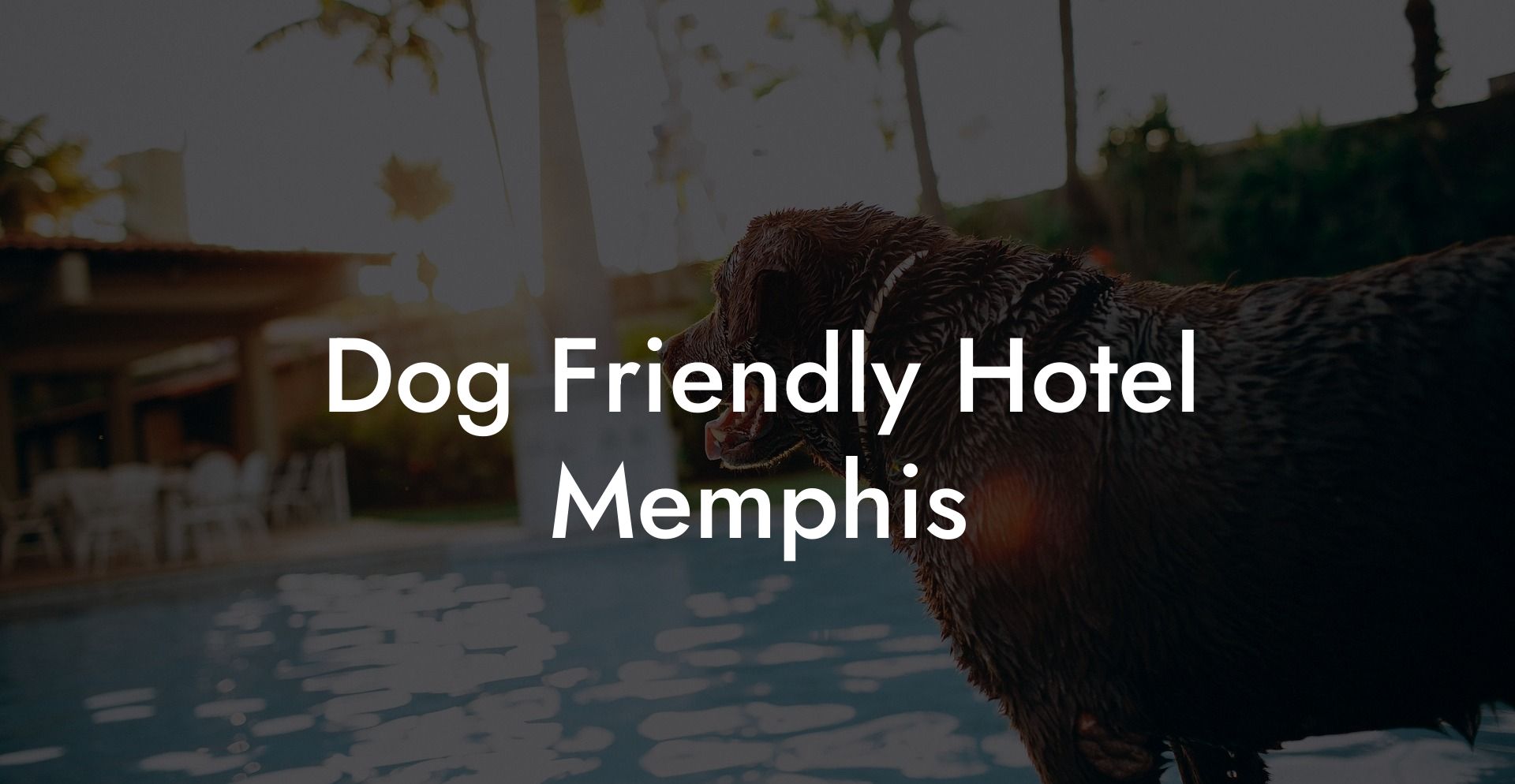 Dog Friendly Hotel Memphis