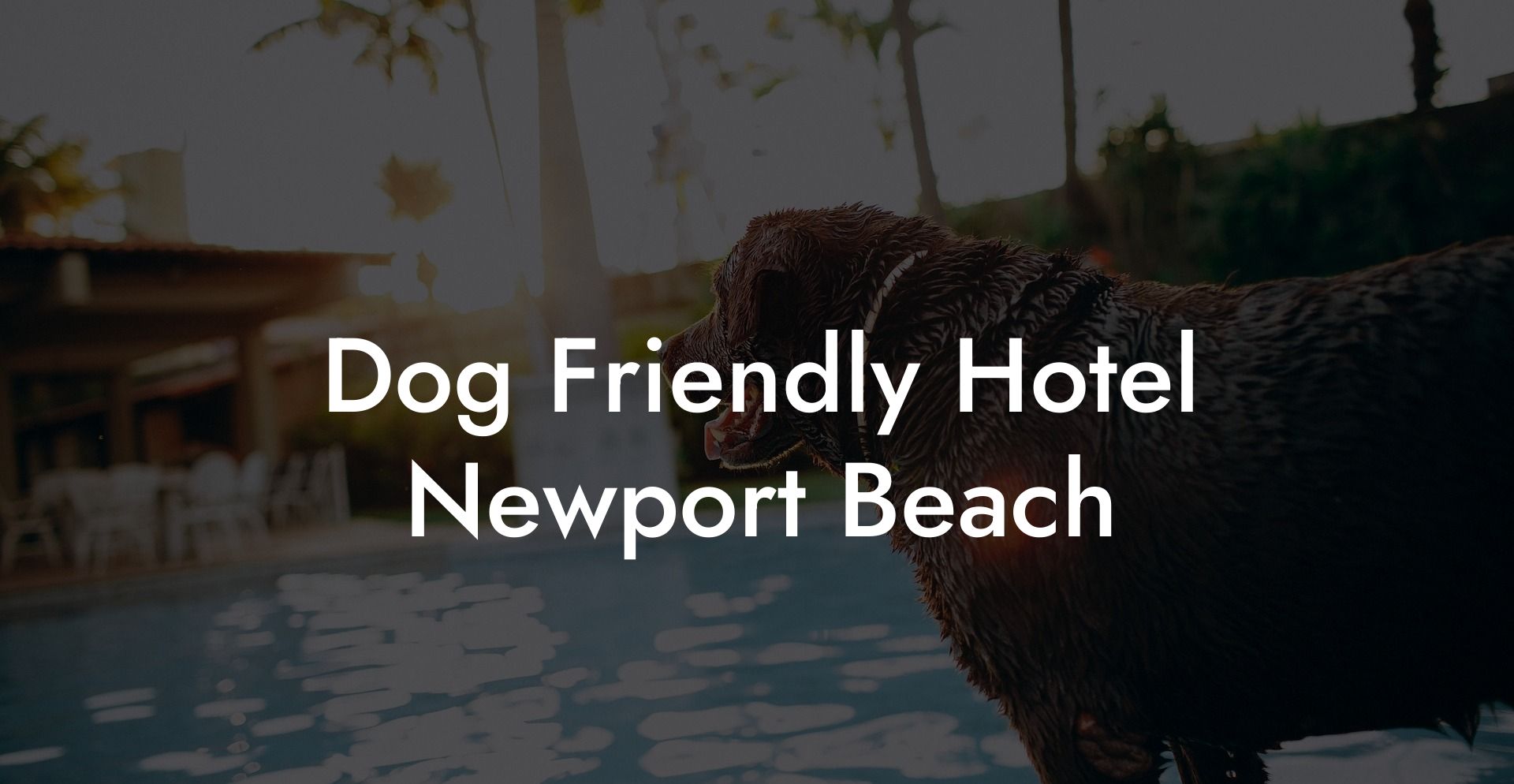 Dog Friendly Hotel Newport Beach