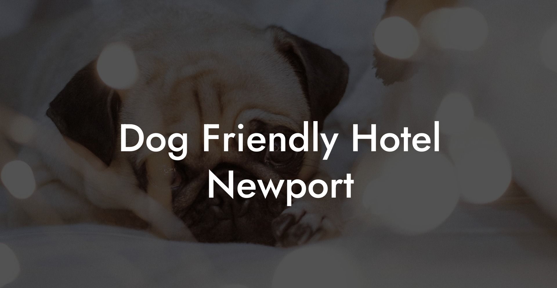 Dog Friendly Hotel Newport
