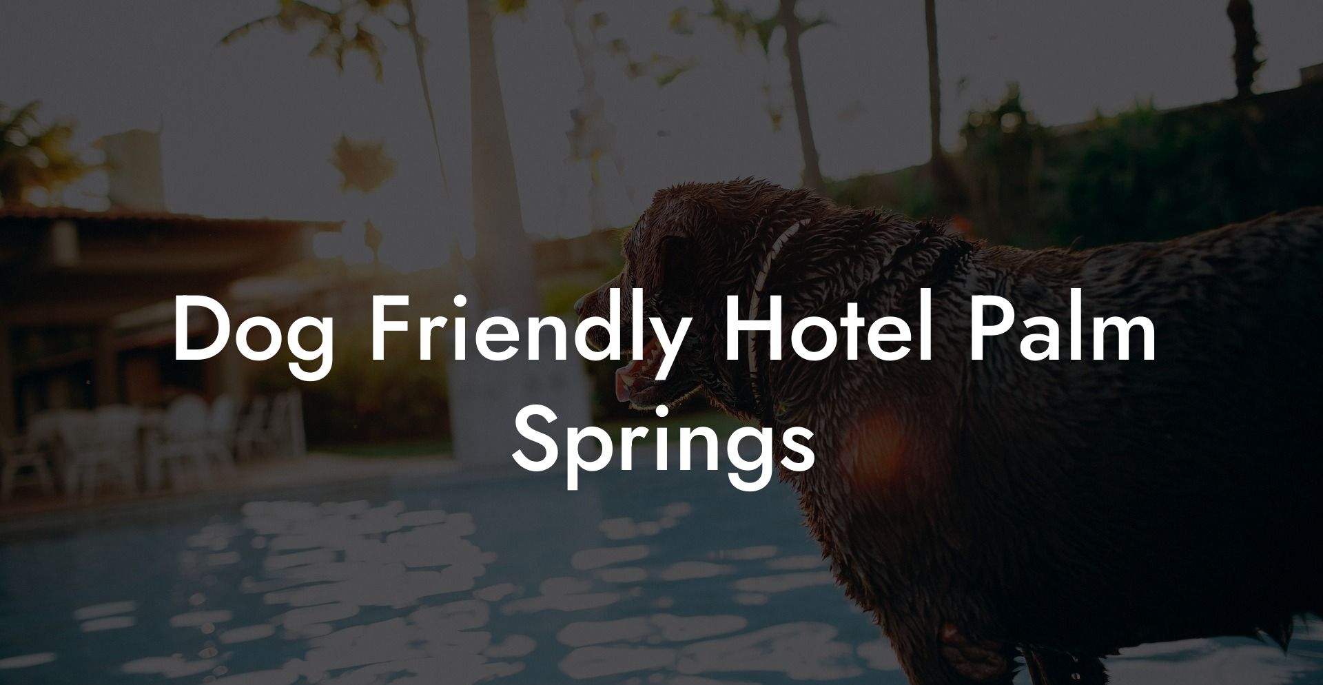 Dog Friendly Hotel Palm Springs