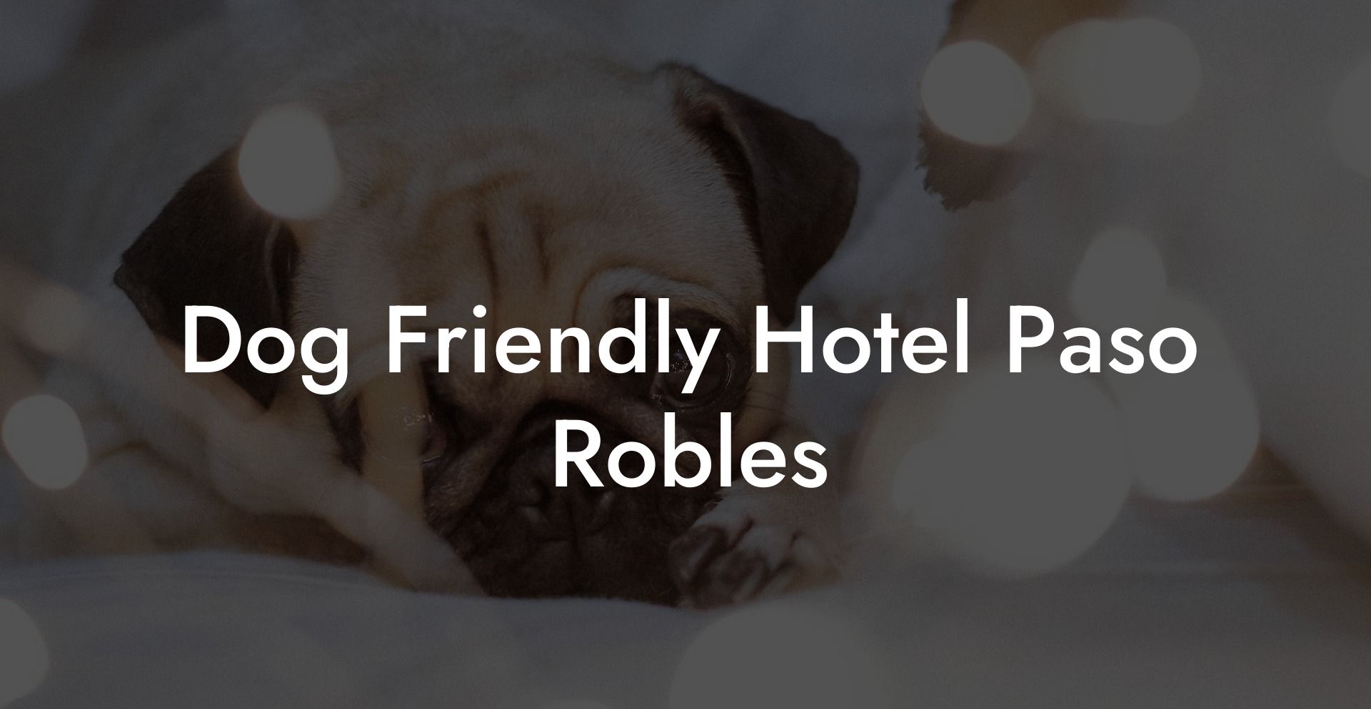 Dog Friendly Hotel Paso Robles