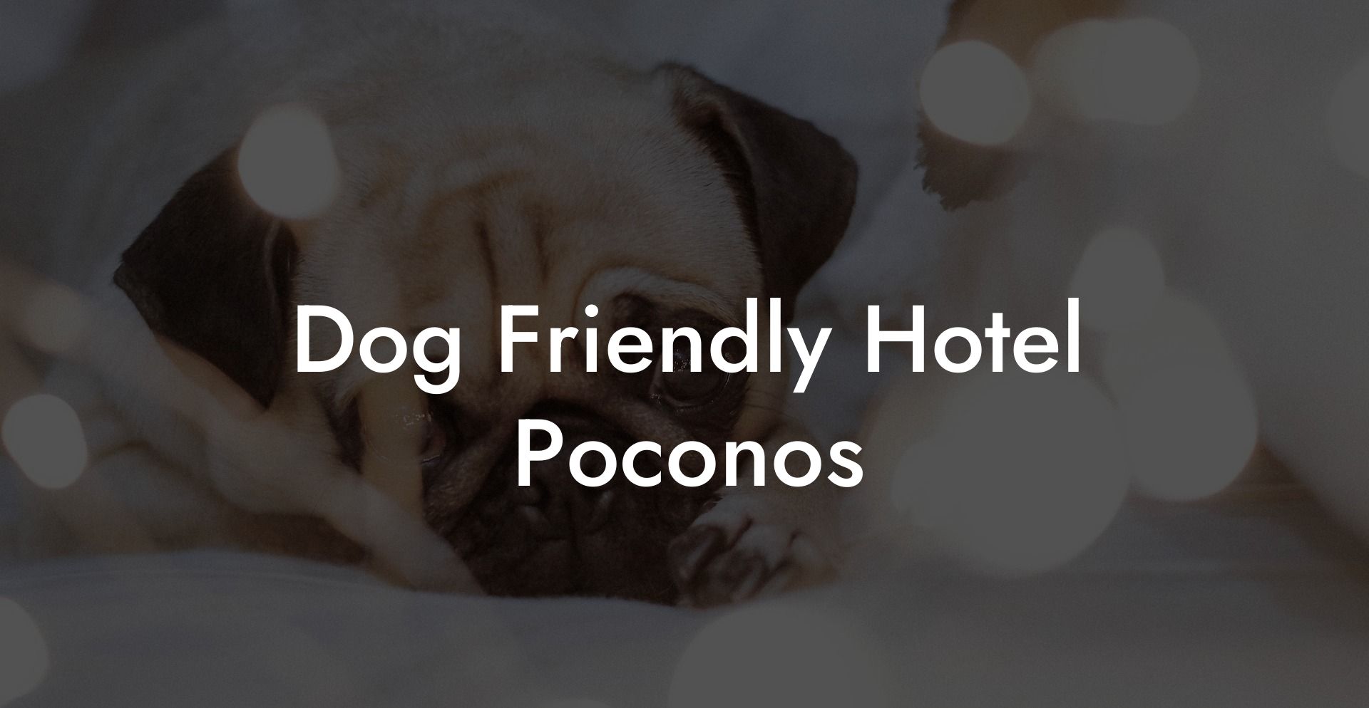Dog Friendly Hotel Poconos