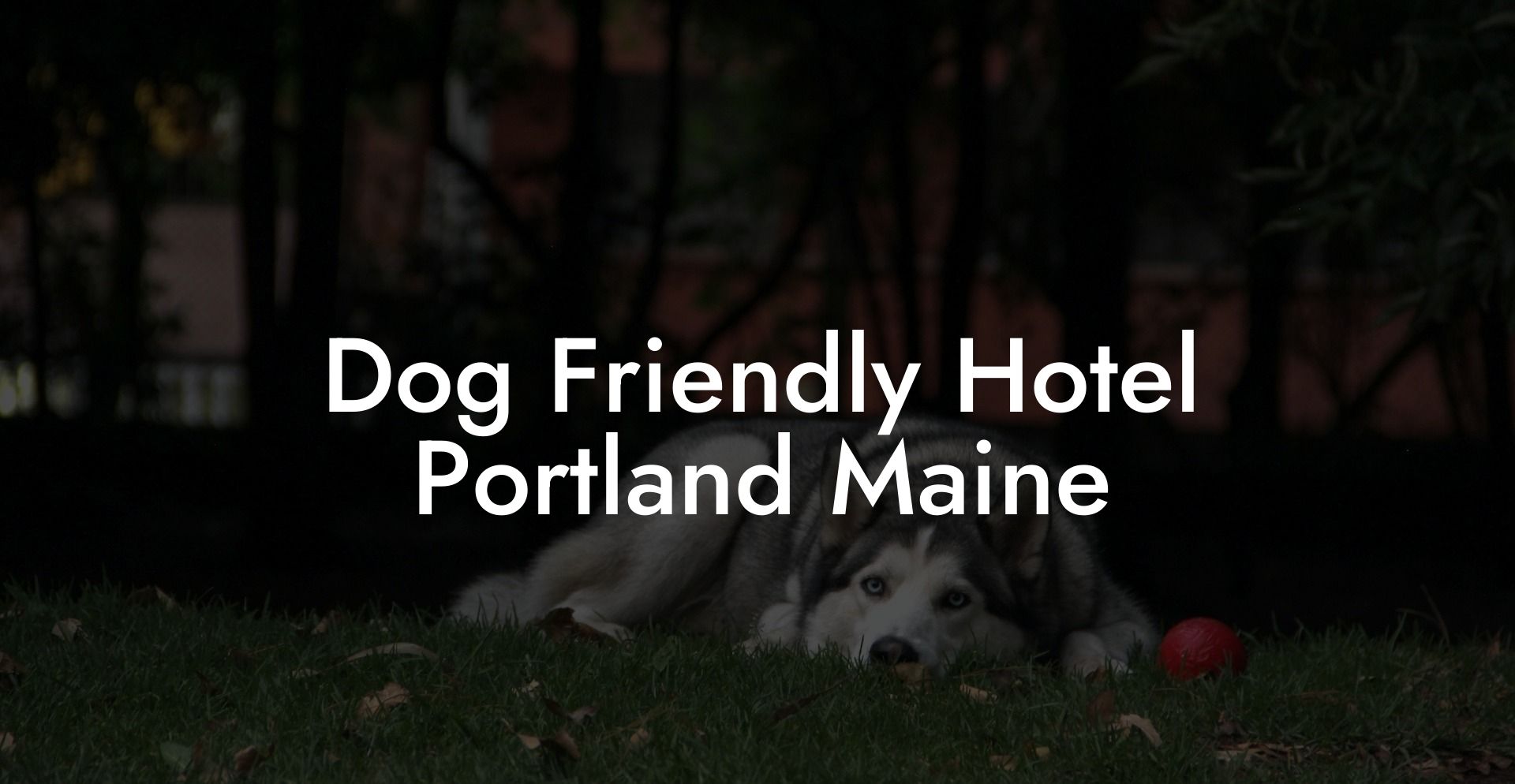 Dog Friendly Hotel Portland Maine