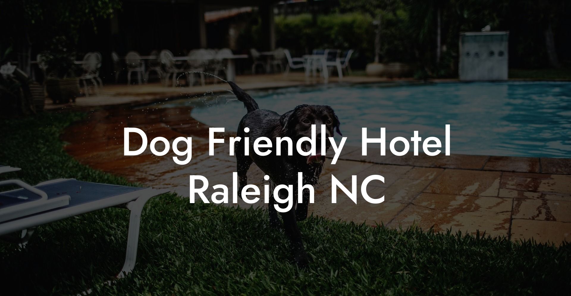 Dog Friendly Hotel Raleigh NC