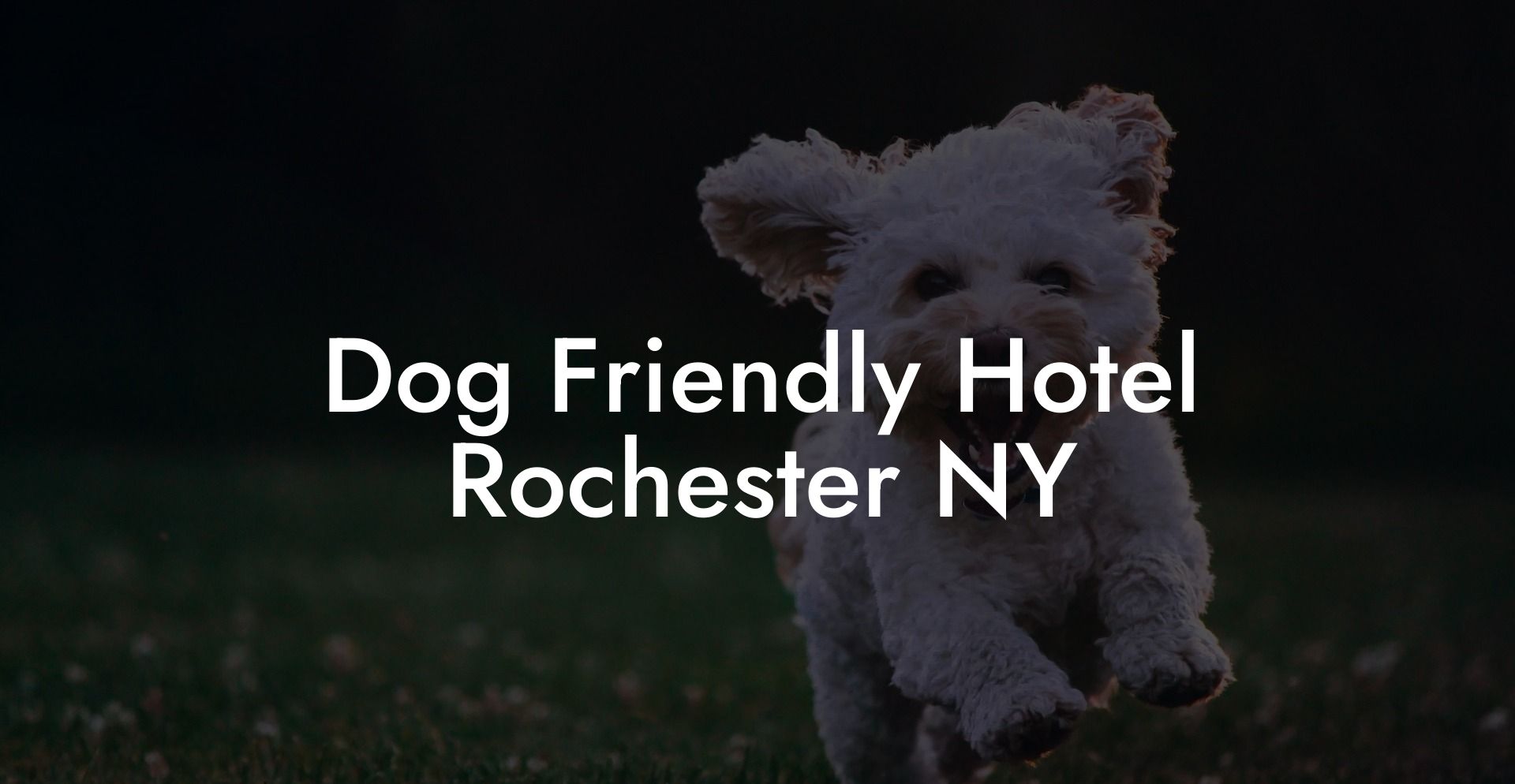 Dog Friendly Hotel Rochester NY
