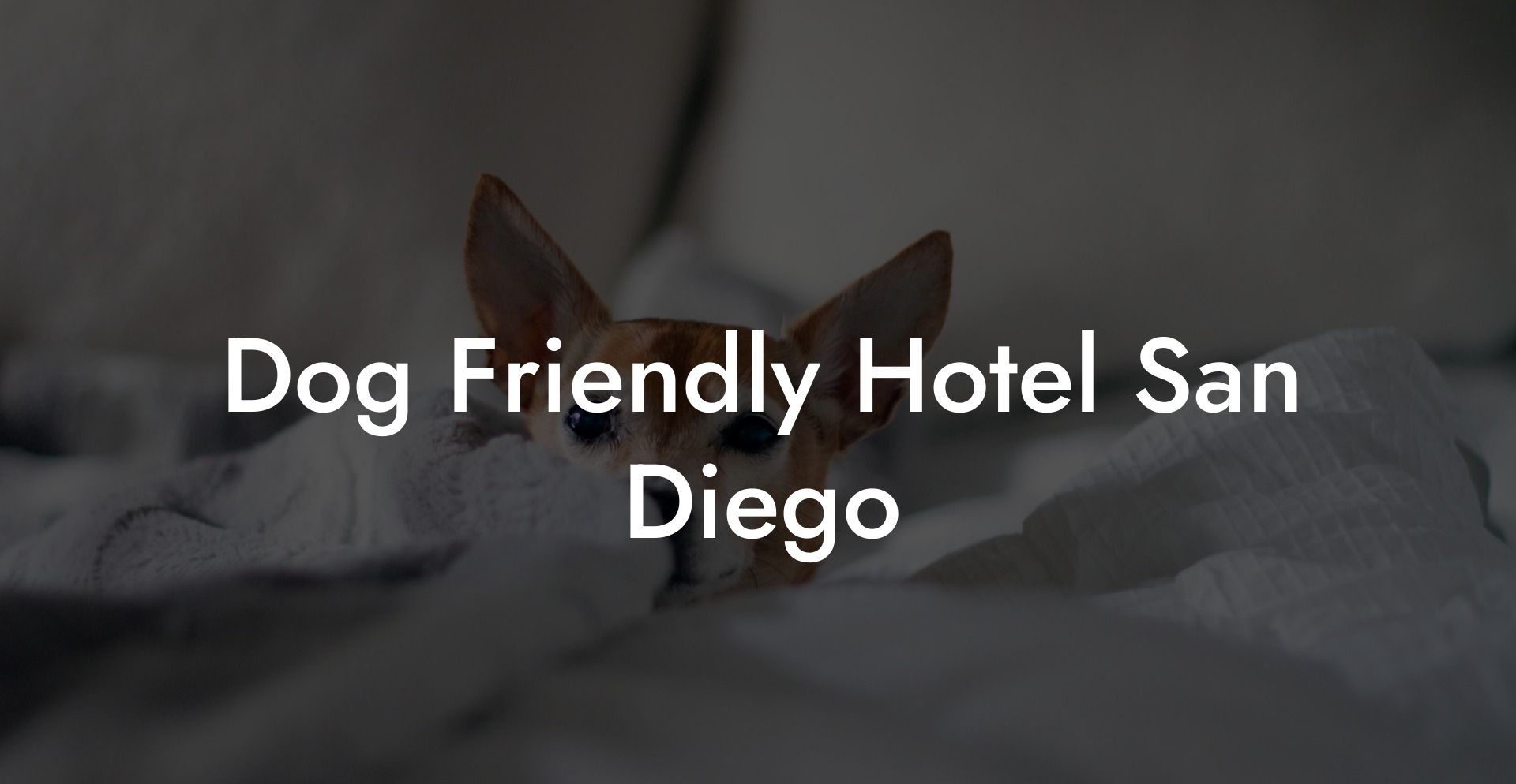 Dog Friendly Hotel San Diego