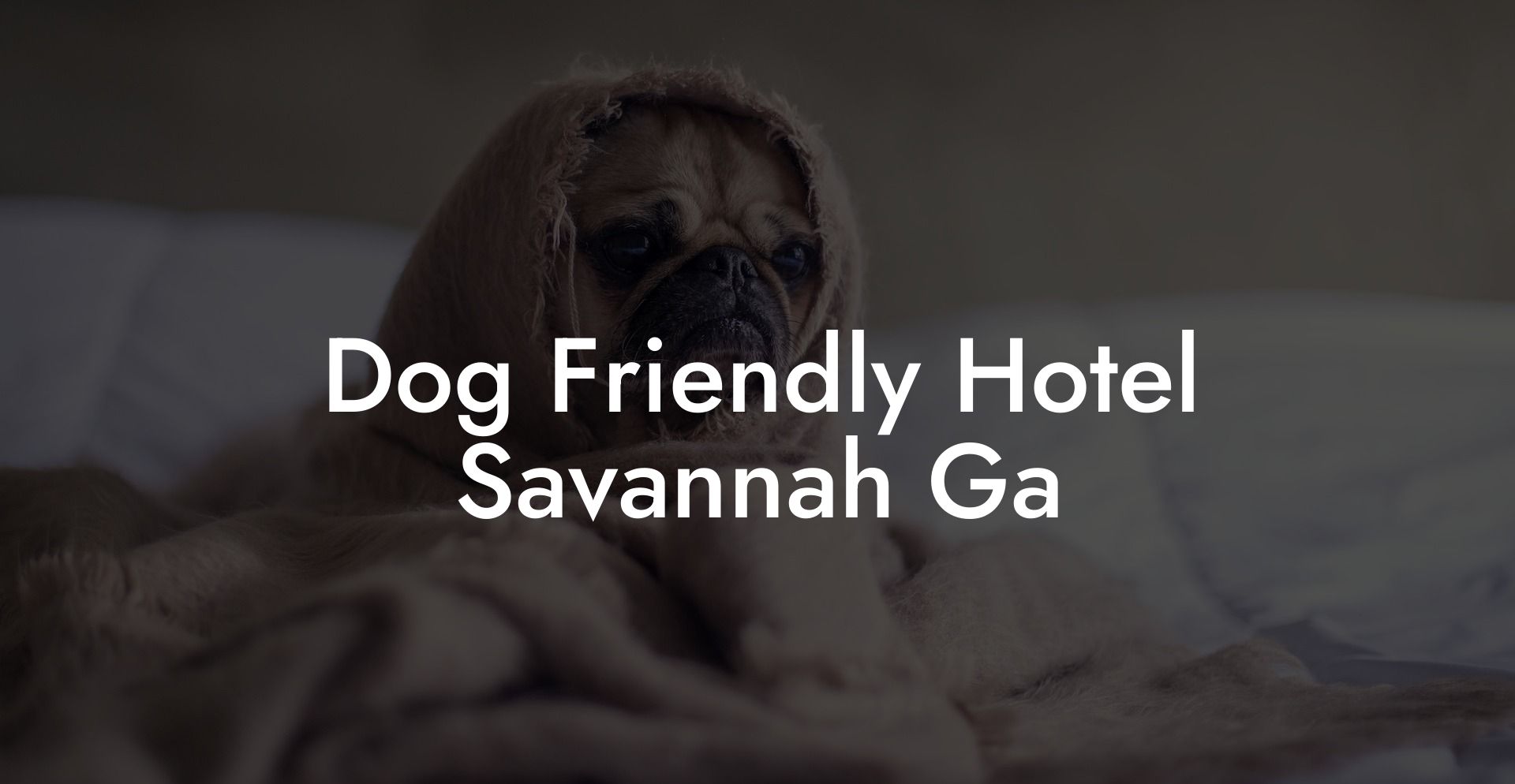 Dog Friendly Hotel Savannah Ga