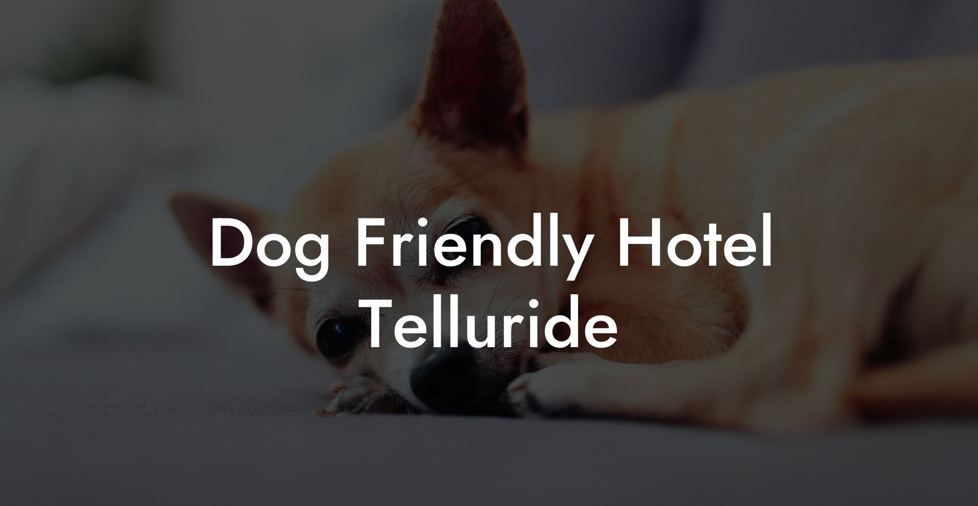 Dog Friendly Hotel Telluride