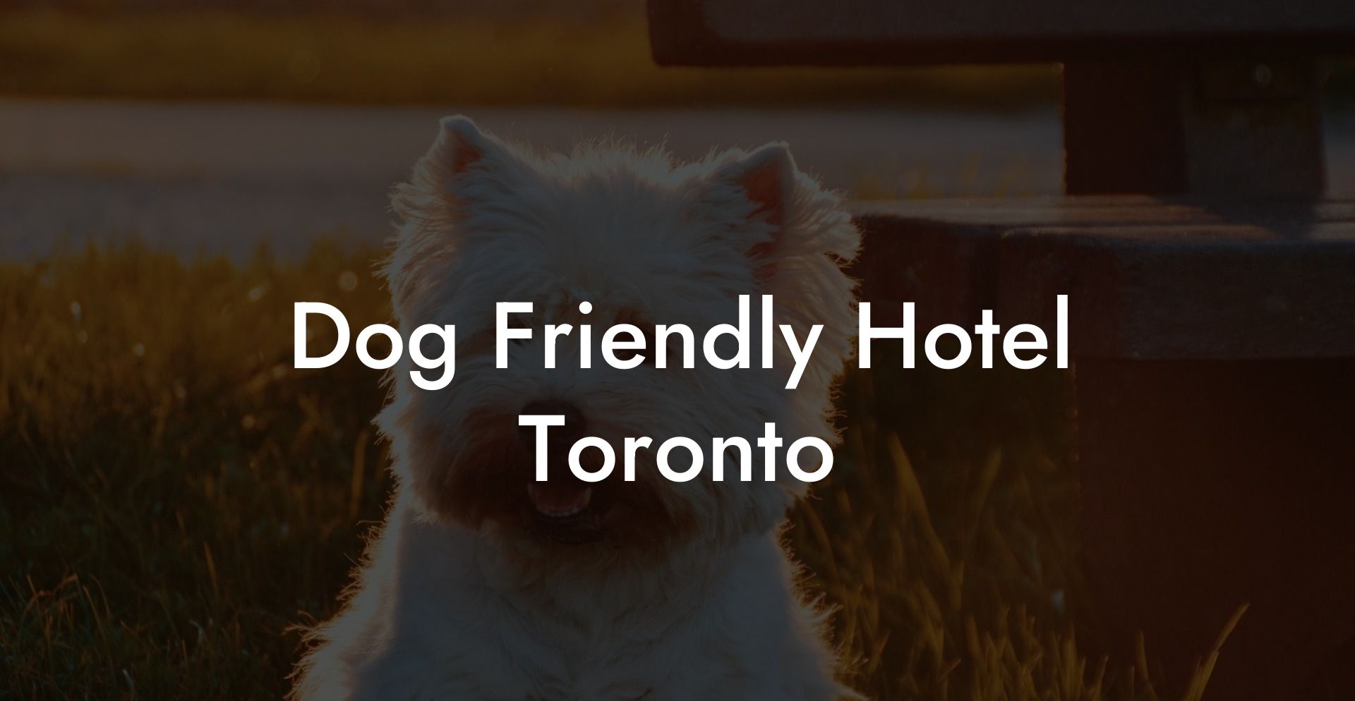 Dog Friendly Hotel Toronto Dig Dog Hotels 