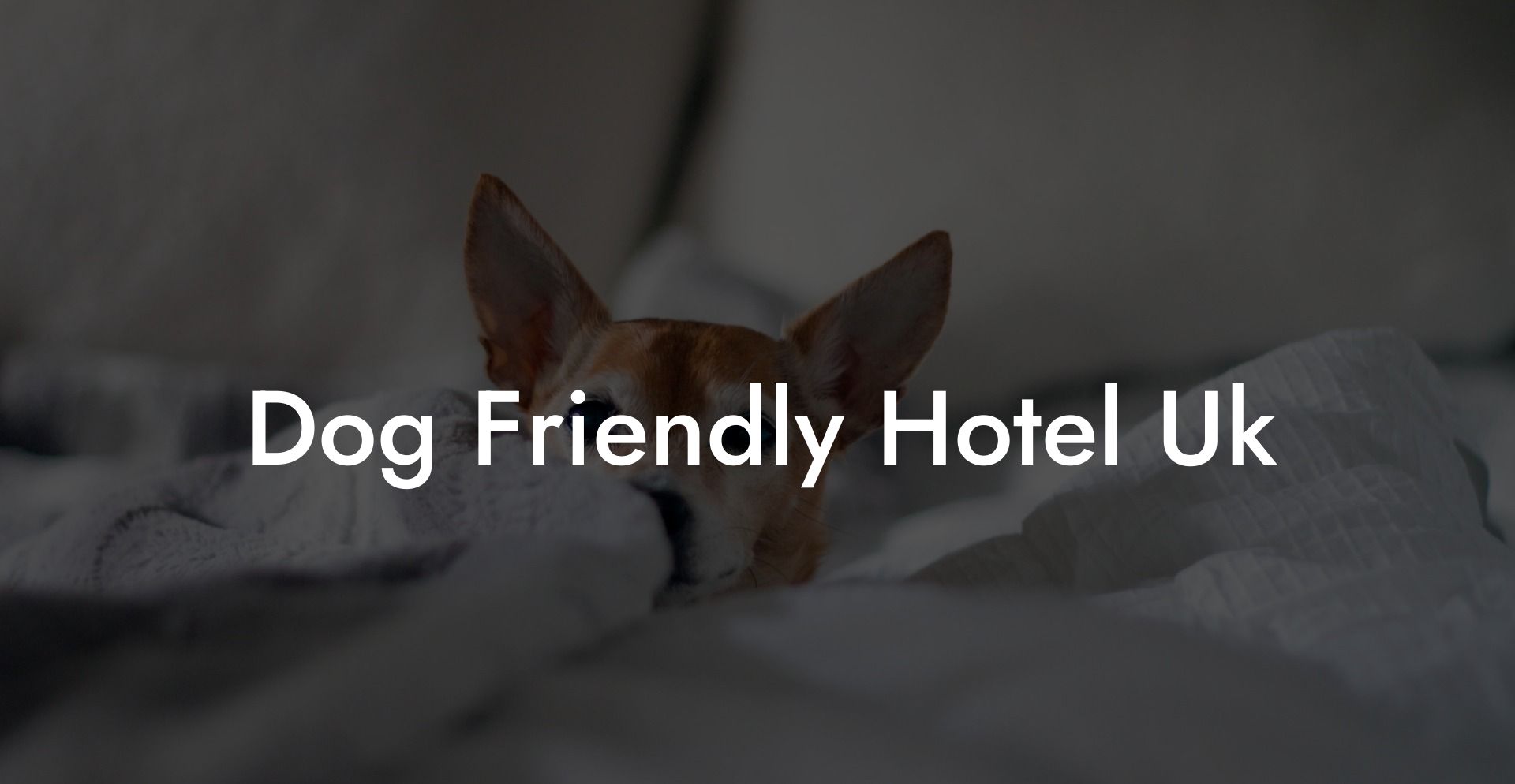 Dog Friendly Hotel Uk