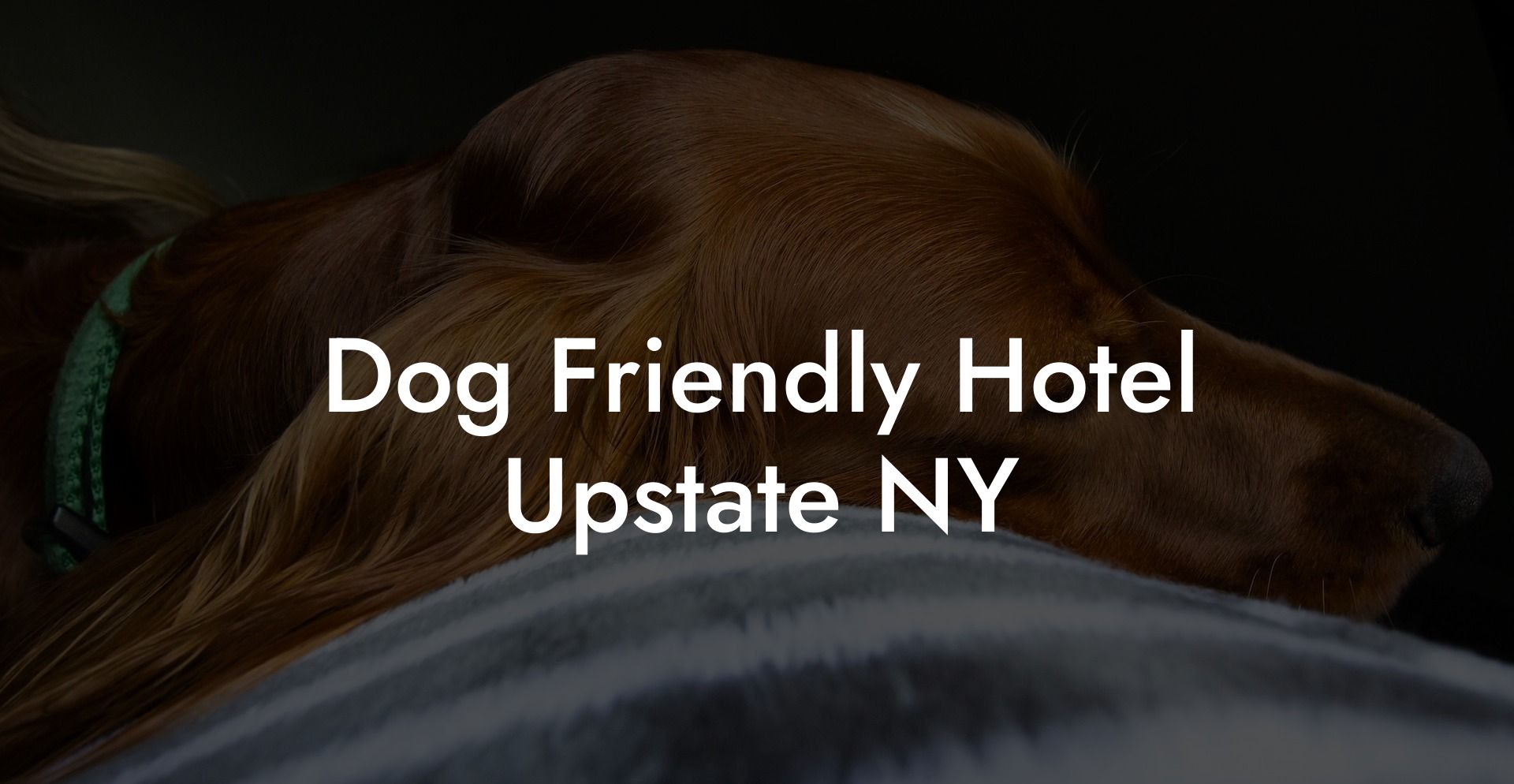 Dog Friendly Hotel Upstate NY