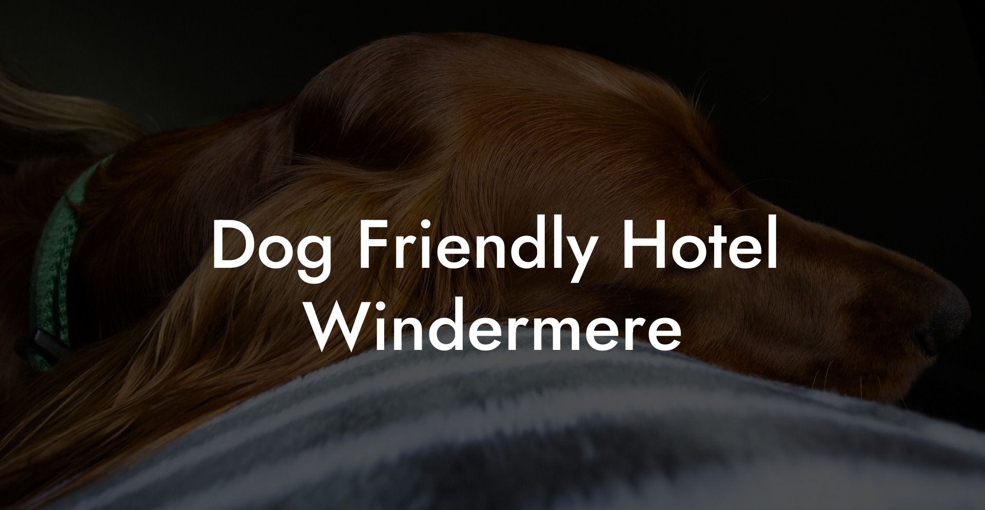 Dog Friendly Hotel Windermere