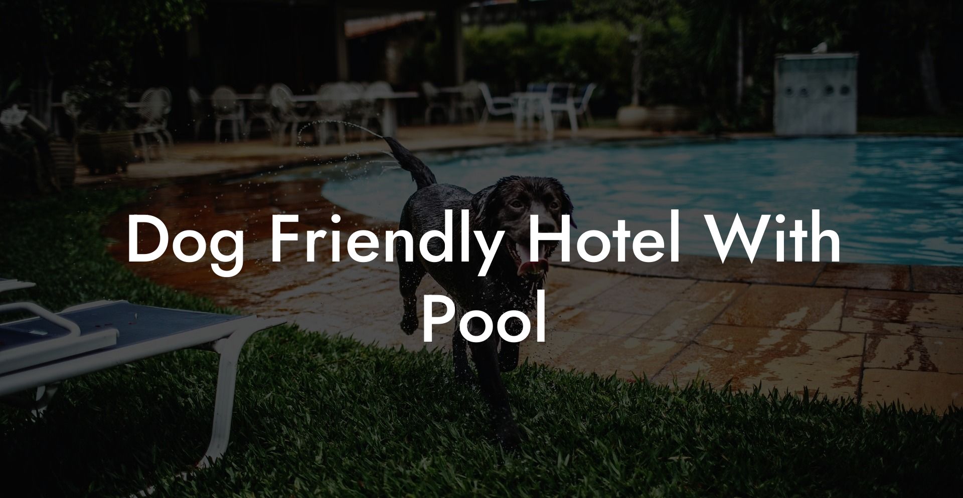 Dog Friendly Hotel With Pool