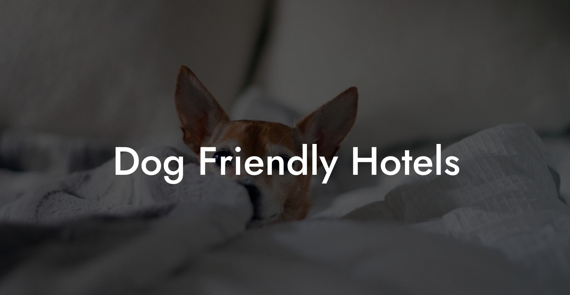 Dog Friendly Hotels
