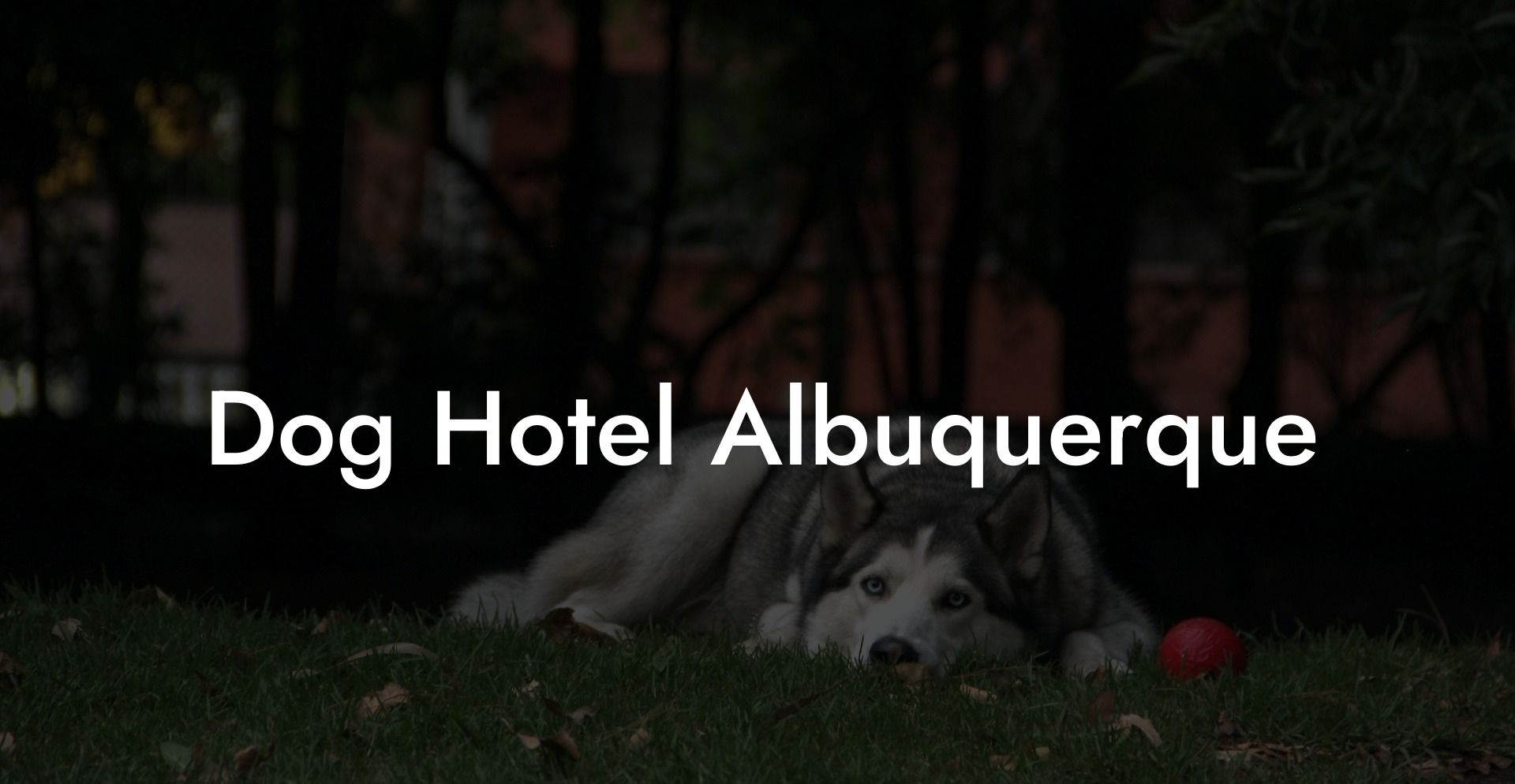 Dog Hotel Albuquerque