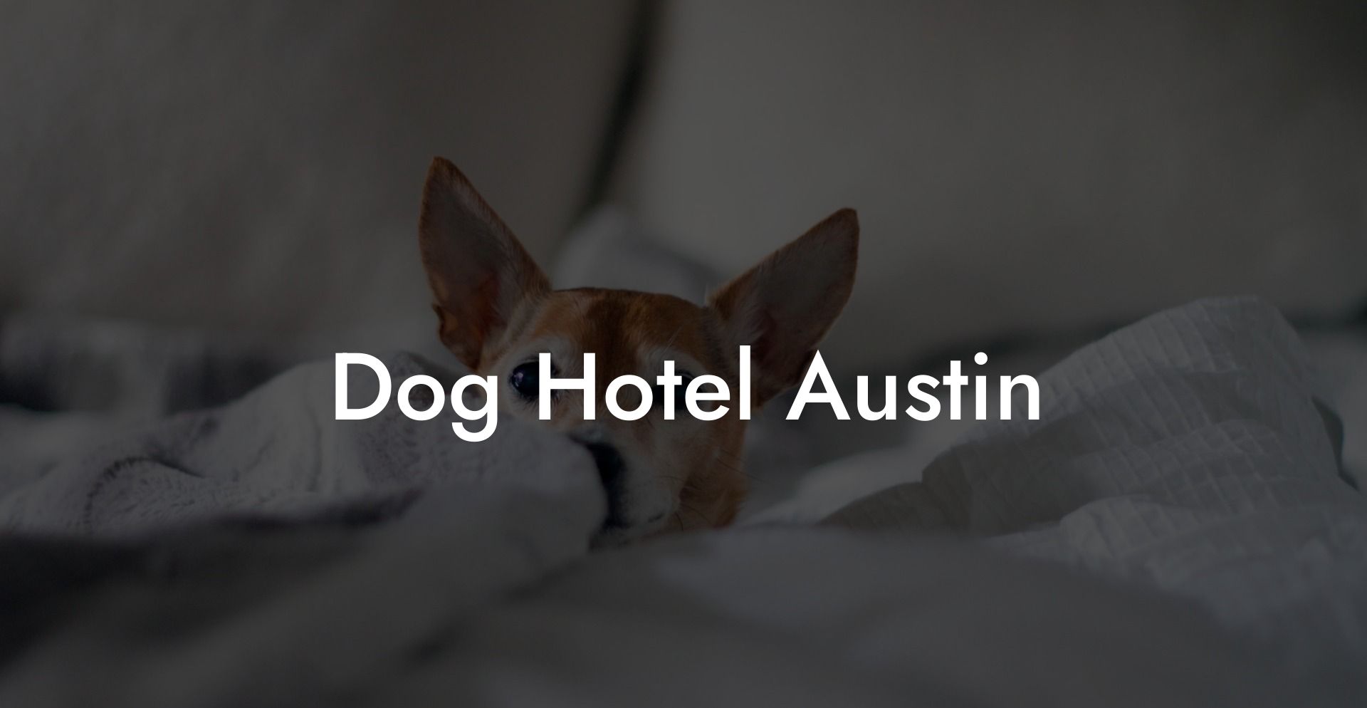 Dog Hotel Austin
