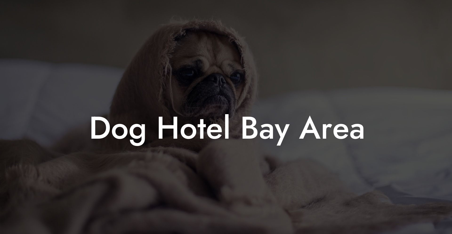 Dog Hotel Bay Area
