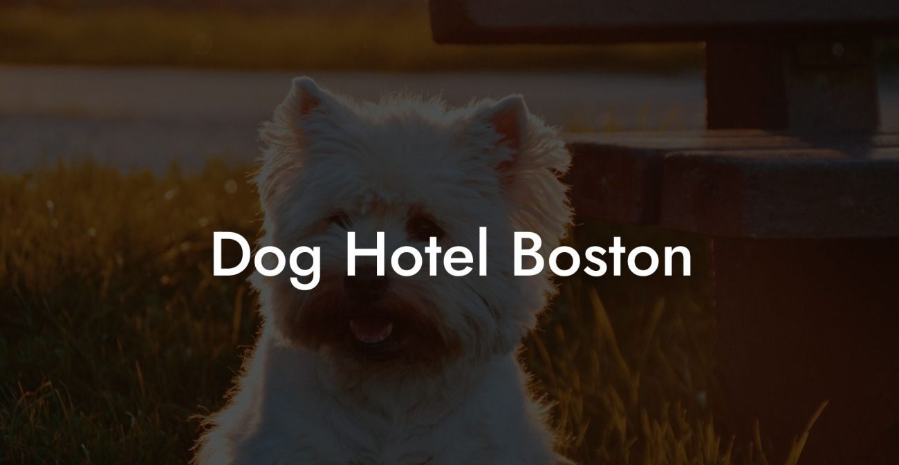 Dog Hotel Boston