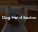 Dog Hotel Boston