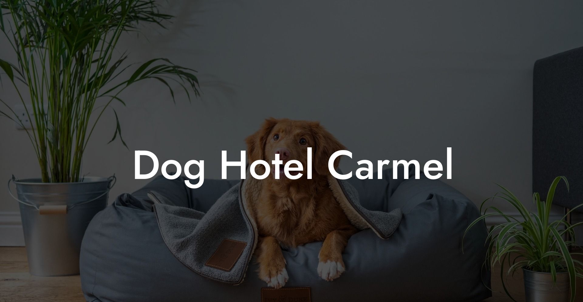 Dog Hotel Carmel