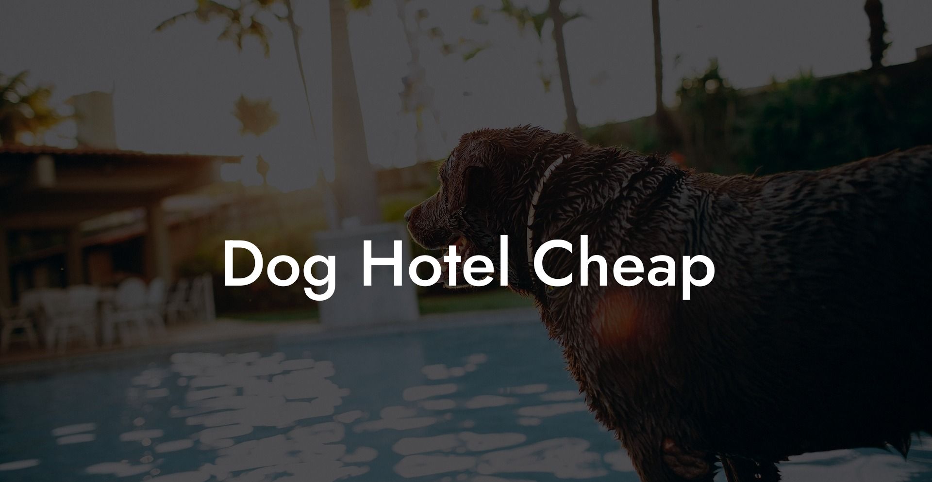 Dog Hotel Cheap