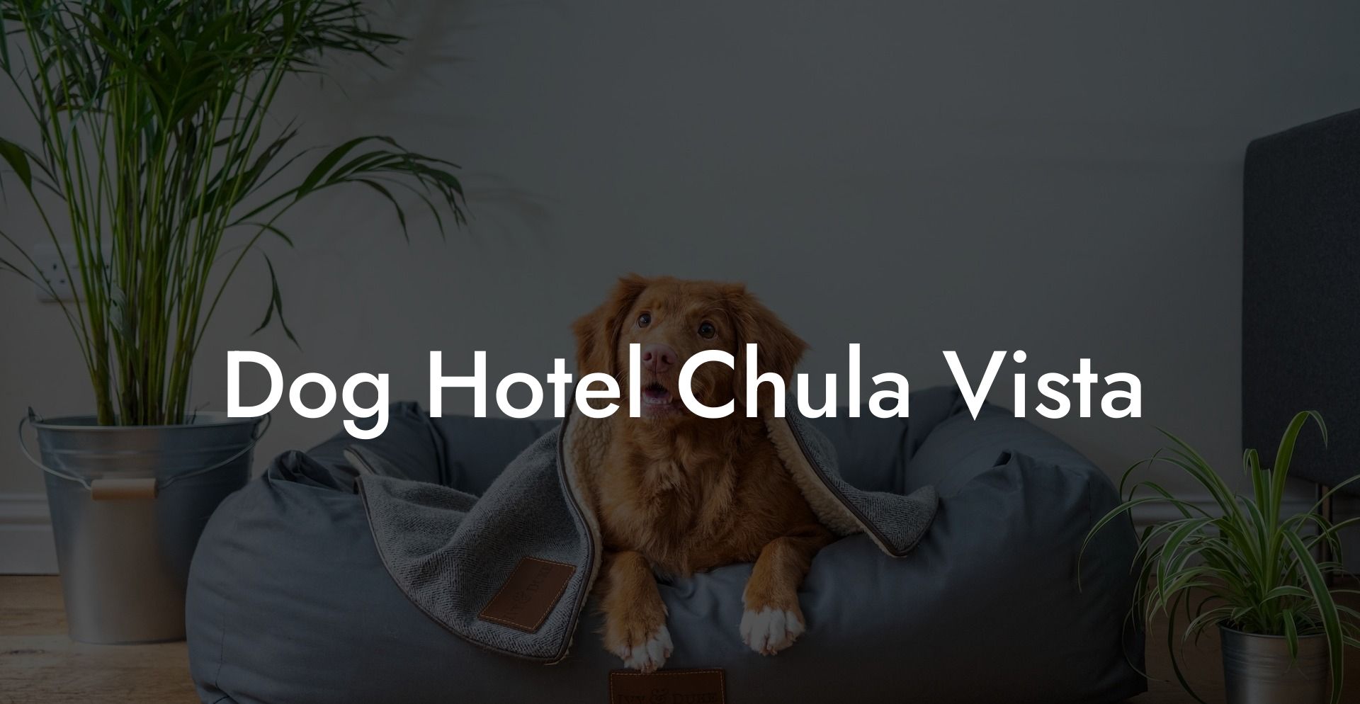 Dog Hotel Chula Vista