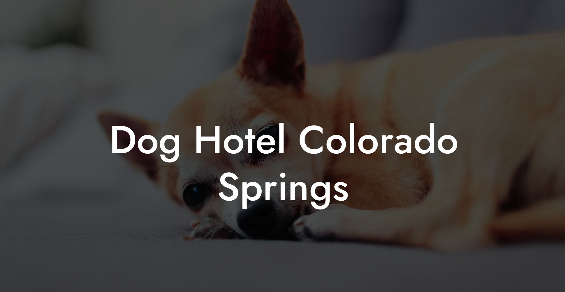 Dog Hotel Colorado Springs