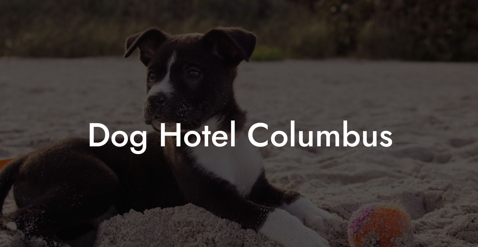 Dog Hotel Columbus