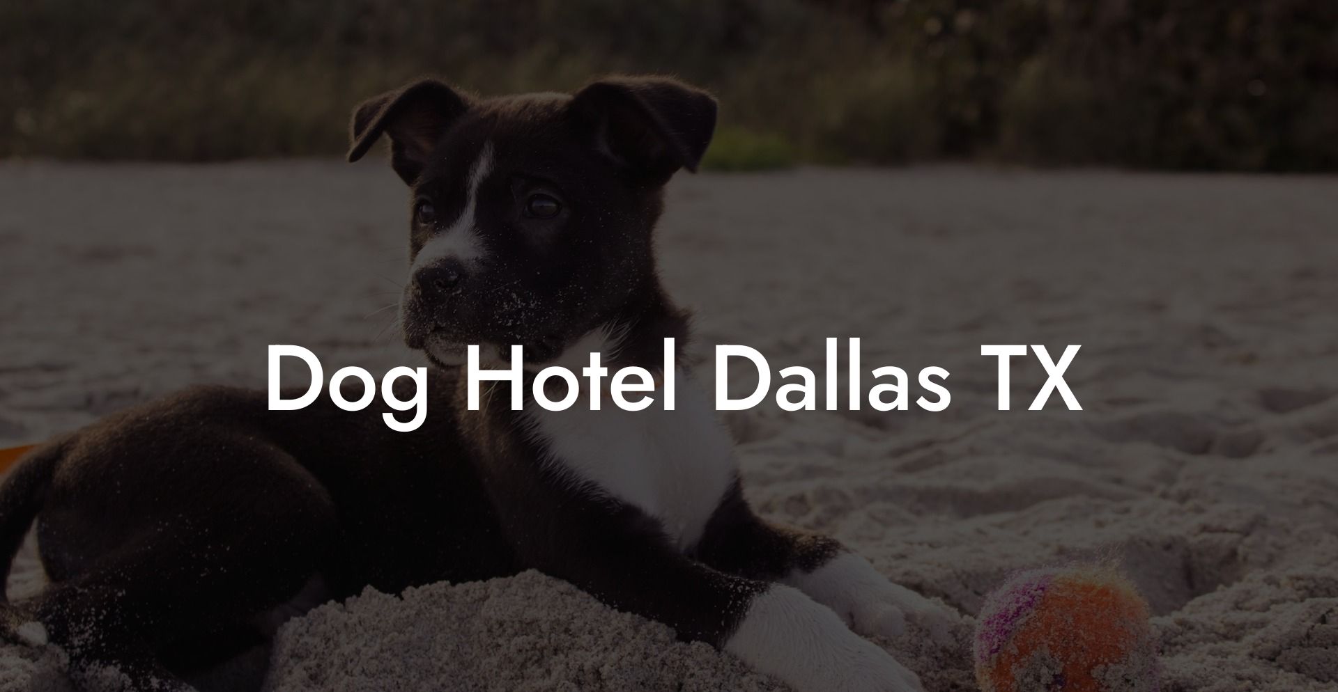 Dog Hotel Dallas TX