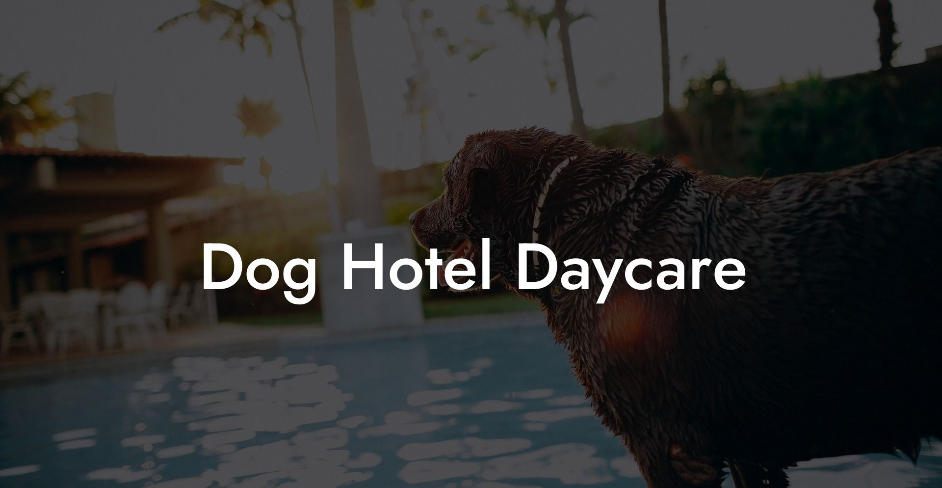 Dog Hotel Daycare